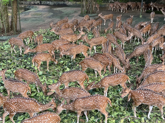 Thiruvananthapuram Zoo Deers