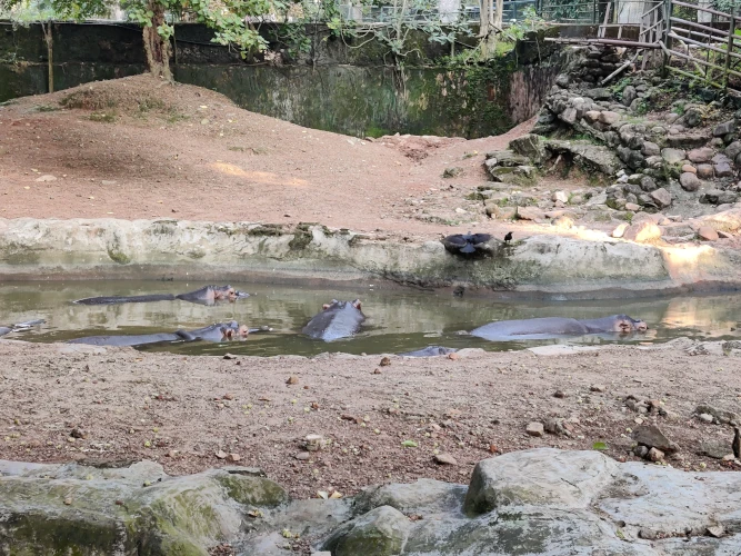 Thiruvananthapuram Zoo Hippo