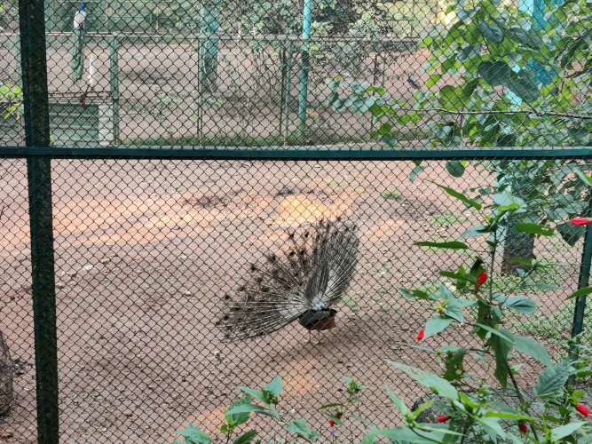 Thiruvananthapuram Zoo Peacock
