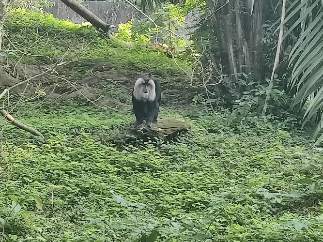 Thiruvananthapuram Zoo Monkey
