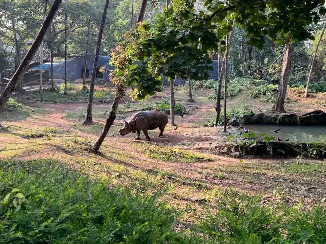 Thiruvananthapuram Zoo Rhinoceros