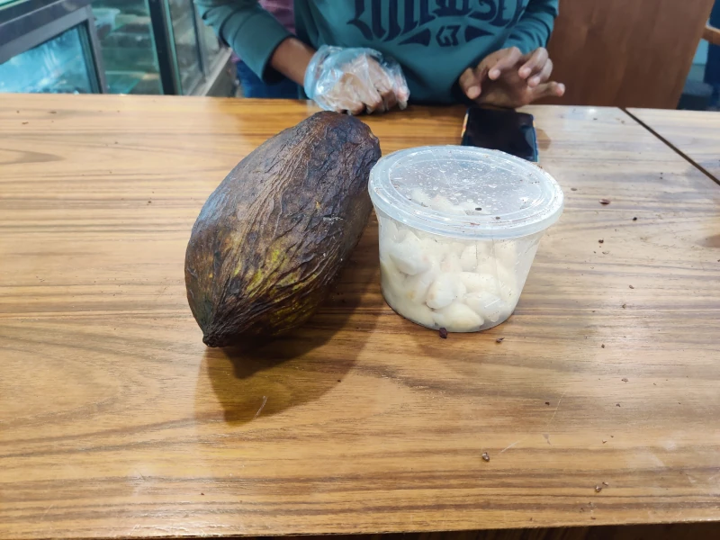 Ripe Cocoa Fruit